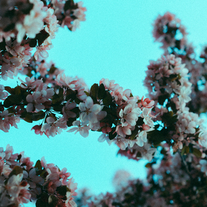 日乐山老少妇多毛逼
